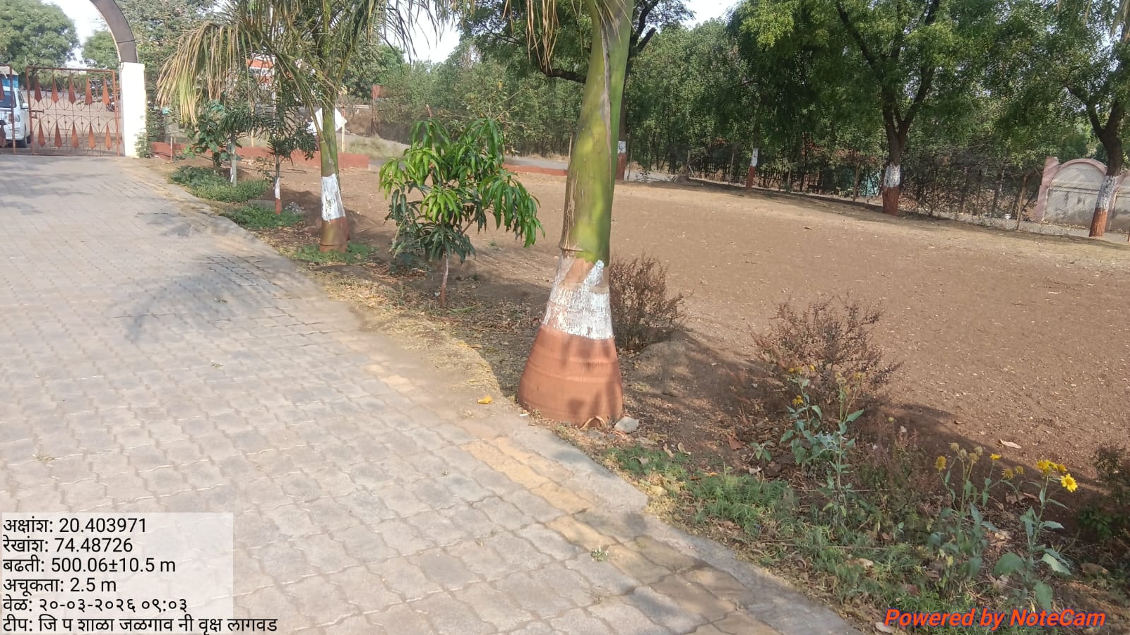 जि.प.शाळा जळगाव (नि) वृक्ष लागवड 